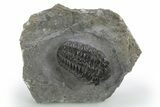 Detailed Austerops Trilobite - Ofaten, Morocco #310273-2